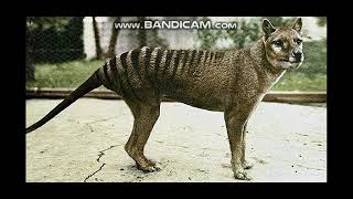 Tasmanian Tiger Sounds [upl. by Novick]