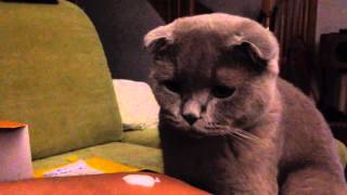 Sochi The Cat Kefir  s01e24 HD [upl. by Linet]