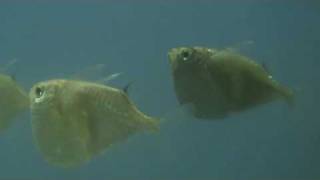 Giant Silver Hatchetfish at Tyne Valley Aquatics [upl. by Esahc]