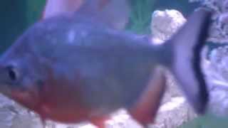 red belly pacu with koi and red eared slider turtle [upl. by Alyam984]