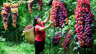 How to Harvest Grape goes To Market Sell  Harvesting and Cooking Tieu Vy Daily Life [upl. by Sallyanne274]