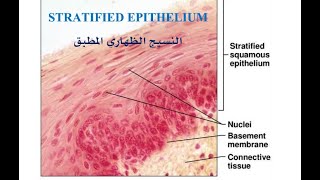 STRATIFIED EPITHELIUM [upl. by Eedak]