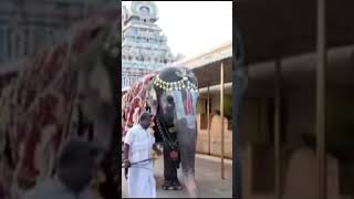 🐘Birthday Celebration for Srirangam Temple Elephant Andal  Sooo Cute [upl. by Schaffer609]