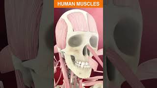 muscles animation and muscle structure animation [upl. by Vokaay]