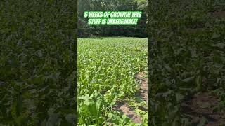 🌿FASTEST growing food plot seed for deer hunting deerhunting foodplots [upl. by Anialad556]