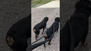 How do my Rotties react to dogs barking at them 😳 [upl. by Ytnom]