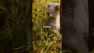 Join the Fight to Protect🐨 Koalas this September 27th [upl. by Areem]