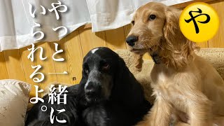 やっと一緒にいられるね【イングリッシュコッカースパニエル】犬の服 癒し [upl. by Aicre]