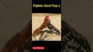 Fighter Aseel Top 5  Rooster Aseel  shorts aseel aseelmurga birds [upl. by Saoj]