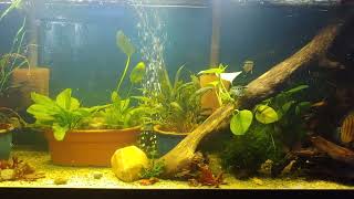 125gal Cichlid tank [upl. by Magulac]