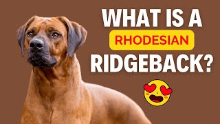 What is a Rhodesian Ridgeback [upl. by Neeoma]