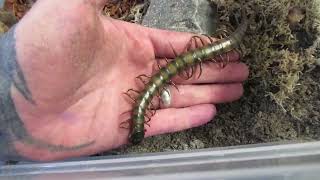 The BiG CENTIPEDE Out The Box Ethmostigmus Trigonopodus [upl. by Delcina]