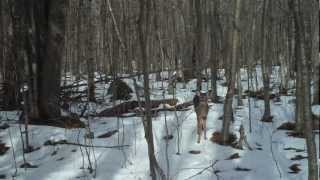 Trail Camera Wildlife Mysteries [upl. by Garek]