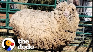 This Sheep Lost 30 Pounds of Wool And Cant Stop Hopping Around  The Dodo [upl. by Ociral]