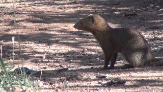 Slender mongoose kills black mamba  FULL VIDEO [upl. by Benyamin991]