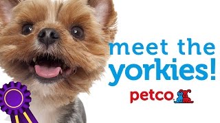 Yorkshire Terriers Meet the Dog Breed with Petco [upl. by Enelloc165]