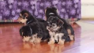 Morkie puppies [upl. by Ayo]