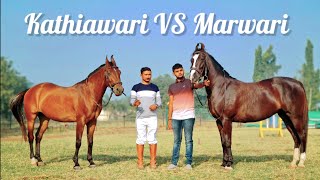 Difference Between Marwari amp Kathiawari Horse by PP Savani Horse Riding School [upl. by Carper]