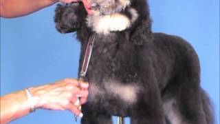 How To Groom Portuguese Water Dog A Poodle In Disguise  Jodi Murphy Instructional Video Series [upl. by Casar531]