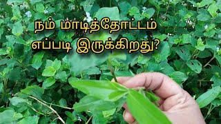 மாடித்தோட்டம் எப்படி இருக்கிறது  Garden Tour in Tamil  Terrace Garden  Gardening [upl. by Notsek992]