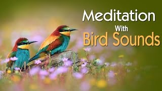 Meditation With Bird Sounds  Relaxing Meditation  Relaxing Music [upl. by Turnheim]