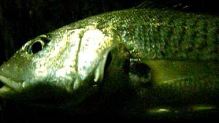 Atlantic Croaker Croaking [upl. by Devy314]