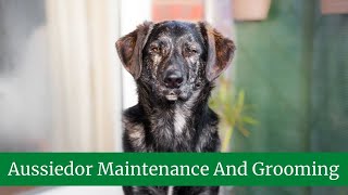 How To Take Care of Aussiedors  Aussiedor Maintenance And Grooming  Aussiedor Exercise [upl. by Shelby]