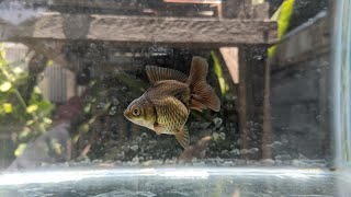 Quality baby oranda goldfish 😱 [upl. by Ddahc479]