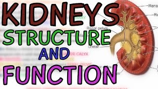 Structure and Function of the Kidneys  Introduction to the Kidneys  Anatomy  Learn in 5 minutes [upl. by Caton]