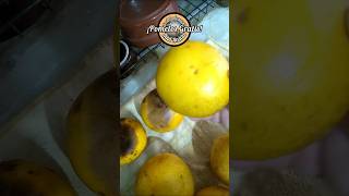 GrATIS POMELOS amp SEMILLAS citrus siembra Raúl Recicla [upl. by Nosredneh]