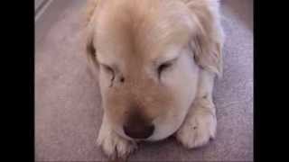 Dogs face swollen after being bitten by a Rattlesnake the day before [upl. by Ecirahc]