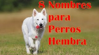 8 Nombres para Perros HEMBRA [upl. by Merrielle15]