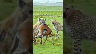 Why do we feel bad when a hyena snatches a kill from a cheetah50My opinion is quotwhen cheetahs [upl. by Arraet]