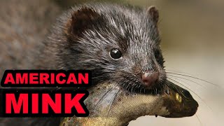 The American Mink Jack of all Trades Master of ONE [upl. by Enahc46]