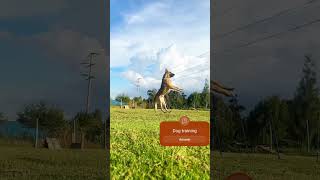 Dog training German shepherd training youtubeshort dogtraining doglover dog short shorts [upl. by Vallonia]