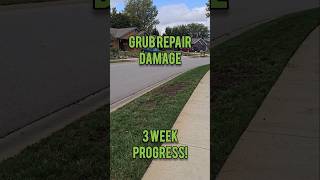 Overseeding Grub Damage 3 Week Update [upl. by Steffy332]