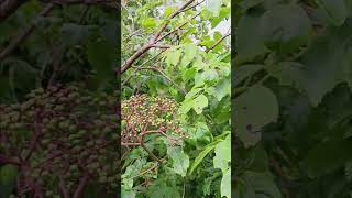 In God with Wild Elderberry Bush on our property located in Dennard Arkansas [upl. by Torrin]