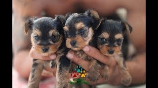 Adorable Little Yorkie Terrier Benji Running Around 6 weeks old [upl. by Peatroy]