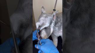 Schnauzer Grooming ✂️ schnauzer grooming doggroomingtips haircut [upl. by Penn]