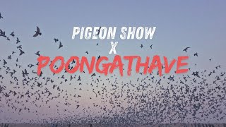 Pigeon Show x Poongathave  marinabeach  chennai  sunrise  piegonlover [upl. by Alina]