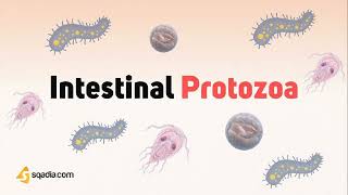 parasitology 3 endoparasite protozoa intestinal protozoa Ehistolytica ph sarcomastigophora [upl. by Erodroeht]