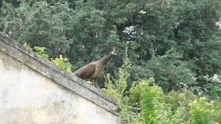 Peahen call [upl. by Riane704]