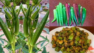 Harvesting Lots Of Organic Bhindi Okra To Cook Delicious Pepper Bhindi Fry Recipe  Bhindi Recipe [upl. by Aneerahs]