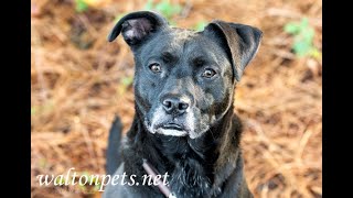 Black Labrador mix quotWillowquot for adoption at waltonpetsnet [upl. by Odnalor906]