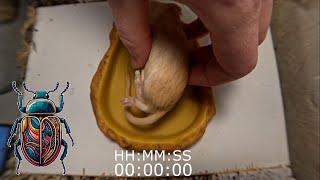 How Quickly Do The Flesheating Beetles Eat The Desert Rat Time Lapse [upl. by Anirod749]