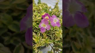 Chinese Violets Asystasia Gangetica Variegated plant garden nature viral trending shorts 💗💗 [upl. by Lederer]