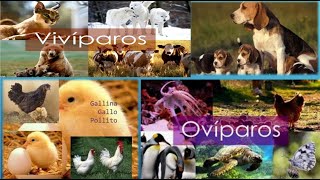 Animales OVIPAROSVIVIPAROS  Parte 1 [upl. by Vicki]