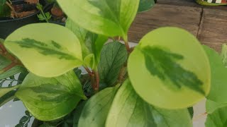 Peperomia obtusifolia variegata 4 dicas de cultivo para crescer mais rápido [upl. by Htebesile709]