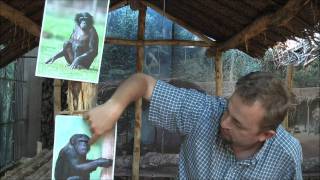 Wat is het verschil tussen een chimpansee en een bonobo [upl. by Elane]