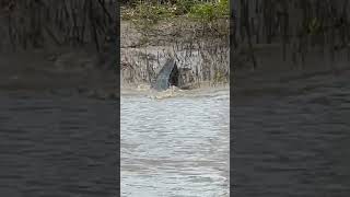 Cocodrilo gigante en el manglar [upl. by Llemrej]